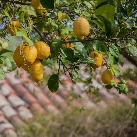 Фермерский дом Azienda Agrituristica Bergi Кастельбуоно