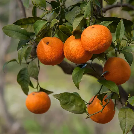 Azienda Agrituristica Bergi كاستلبونو