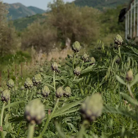 Azienda Agrituristica Bergi Farm stay Castelbuono (Sicily)